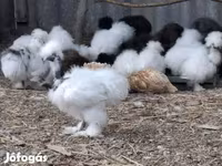 Датская несушка — фото 1