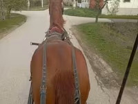 Hengst, Pferde — Foto 1