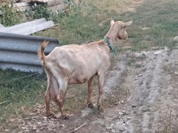 Коза, Козлы — Венгрия