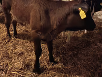 Tehén, Aberdeen-Angus — 2. fotó
