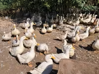 Ducks — الصورة 2