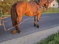 Mare, Horses — photo 2