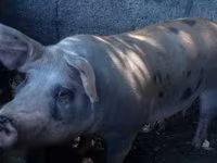 Sow, Pigs — photo 2