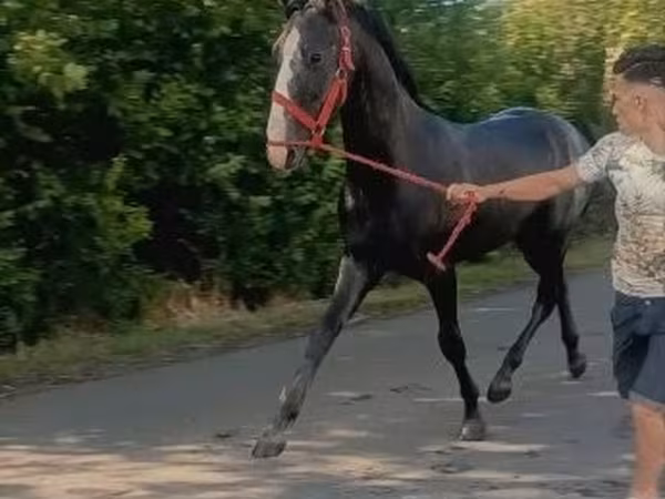 घोड़ा, Lipizzaner