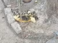 Ducks — 照片 3