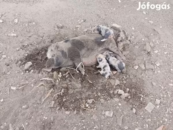 Sow, Pigs — Hungary