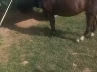 Mare, Horses — photo 2