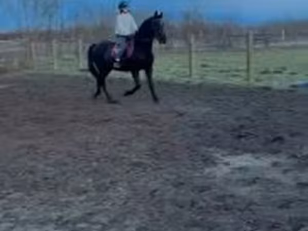 Caballo, Caballos