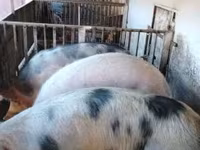 母猪, Pigs — 照片 8
