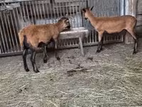Kos, Cameroon sheep — 1. fotó