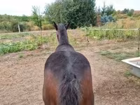 母马, Horses — 照片 3