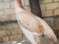Shamo chickens — foto 3