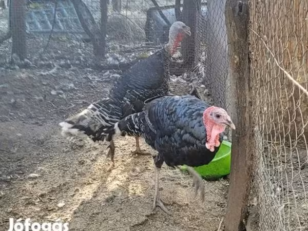 Turkeys