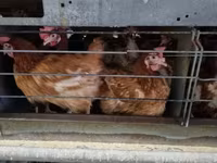 Chickens — photo 1