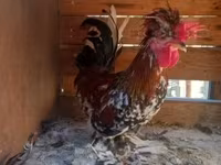Chickens — फ़ोटो 2
