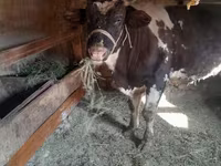सांड, Russian Black pied cattle — फ़ोटो 2