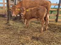Cow, Simmental cattle — photo 3