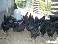 Ayam Cemani — photo 4