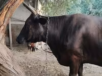 गाय, जंगली याक — फ़ोटो 5