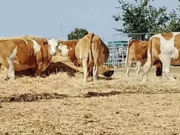 بقرة, Simmental cattle