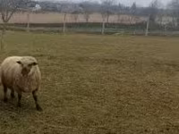 Kos, Shroshire sheep — 4. fotó