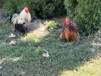 Turkeys — photo 4