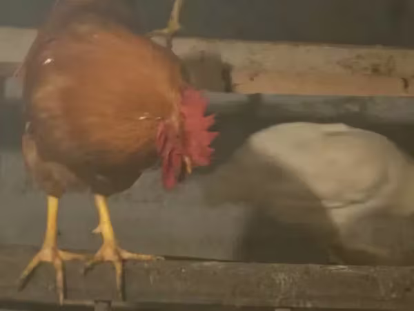 Chickens