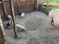 Sow, Pigs — photo 2