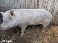 Eber, Schweine — Foto 1