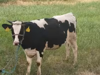 Kuh, Holstein-Rasse — Foto 4