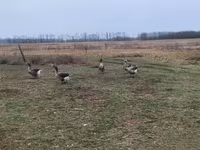 Geese — फ़ोटो 3