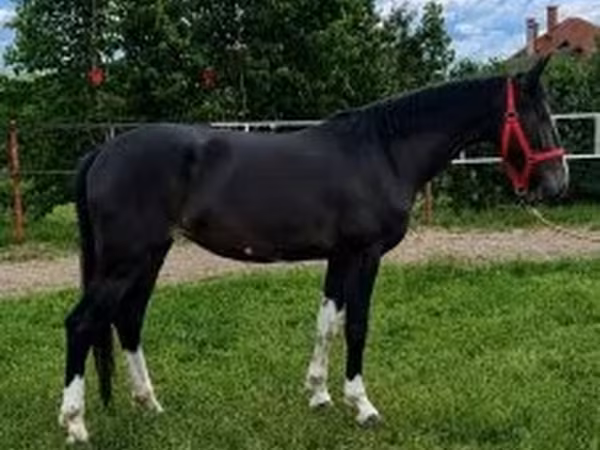 Hing, Dutch warmblood horse — Magyarország