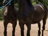 Айғыр, Friesian — 1-сурет