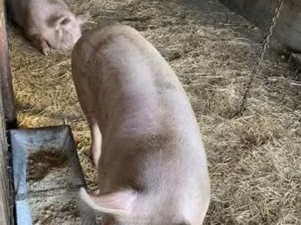 Sow,  — Hungary