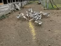 Geese — 5. fotó
