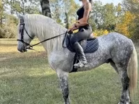 公马, Andalusian horse — 照片 2