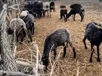 母羊, Racka sheep — 照片 6