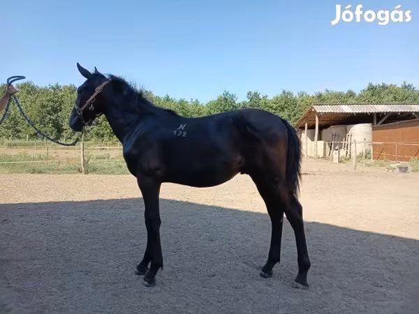 Hing, Nonius horse — Magyarország