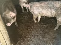 Schweine (Partie, Geschlecht nicht angegeben), Schweine — Foto 1