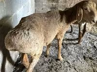 Juh, Katum sheep — 5. fotó