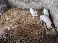 猪（批次，未指定性别）, Pigs — 照片 4