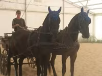 Stute, Hungarian horse breed — Foto 1