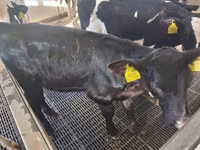 Vaca, Russian Black pied cattle — foto 2