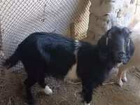 Cabra, Cabras — foto 3