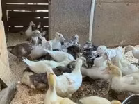 Ducks — Foto 2