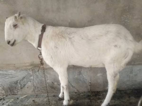 Kecskék (tétel, nem megadva), Barbari goats