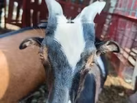 母山羊, Goats — 照片 1