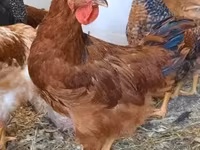 Chickens — Foto 6