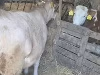 Bulle, Holstein-Rasse — Foto 2