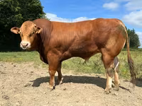 Bull, Limousin cow — photo 4